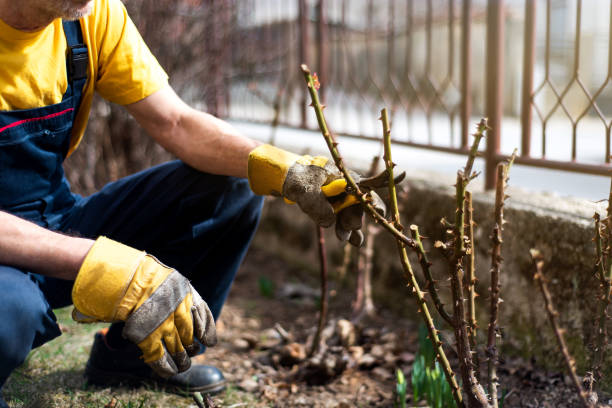 Man pruning roses in the yard Man pruning roses in the yard close up pruning stock pictures, royalty-free photos & images