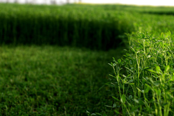 Green foliage use as animal fodder.