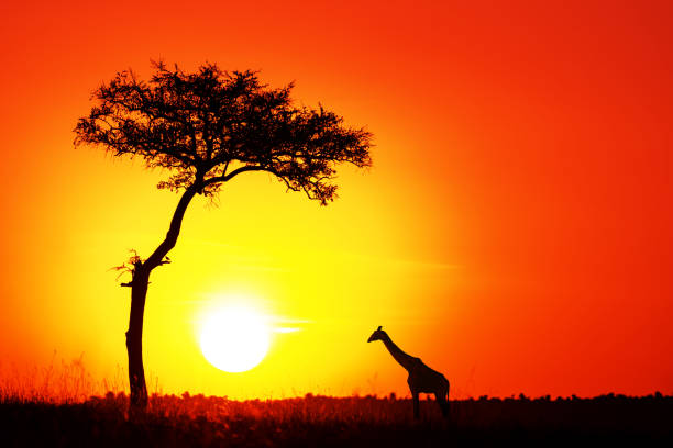 istock Acacia tree and giraffe against the setting sun in the Masai Mara. 1137518182