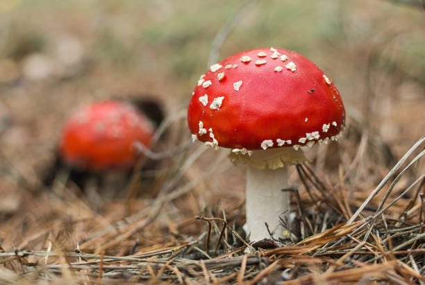 istock Red fly agaric (amanita muscaria) mushroom  in the forest 1137518195
