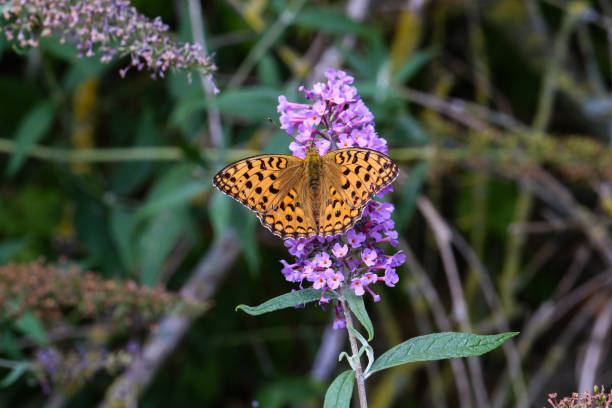 istock Butterfly sits on a flower 1137519542