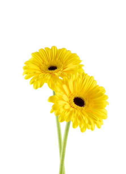 istock Yellow daisy flower isolated on white background 1137519747