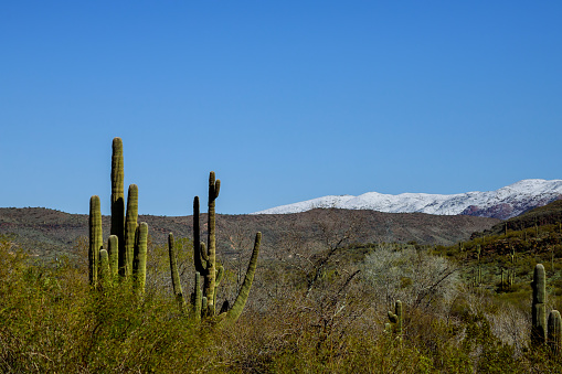 Snow in the Arizona desert, of Tucson, Arizona an weather snowfall in the mountains with saguaro cacti and other cactus, winter landscape