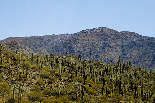 Saguaro cactus covered in snow Sonoran Desert Arizona