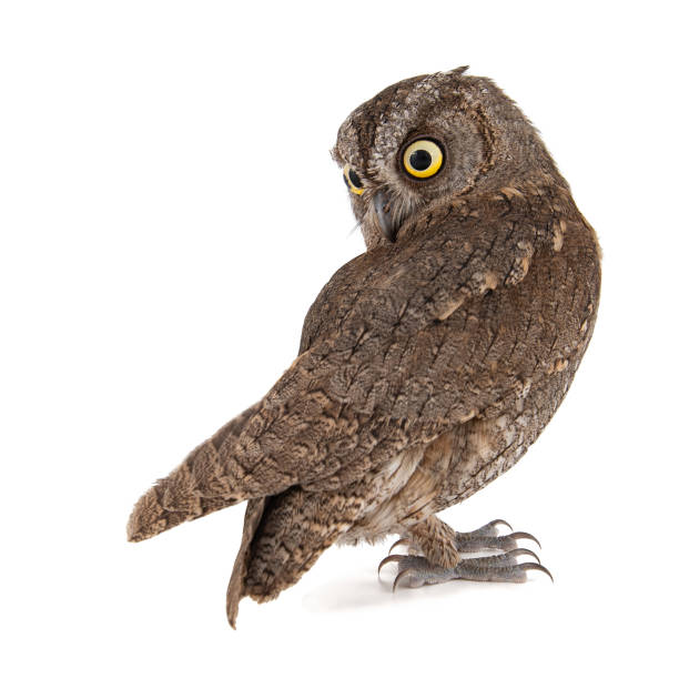 istock Owls - European scops owl, Otus scops, isolated on white background 1137521707