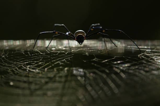 istock Golden Orb-weaver/Nephila maculata spider 1137521771
