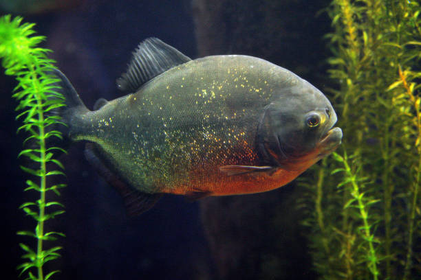istock Pygocentrus nattereri - Red Piranha 1137522885