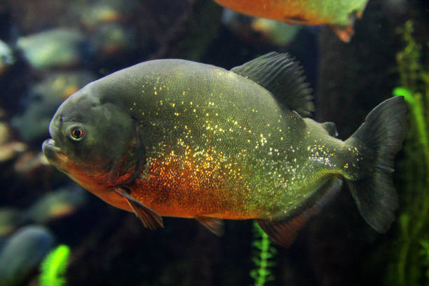 istock Pygocentrus nattereri - Red Piranha 1137522887