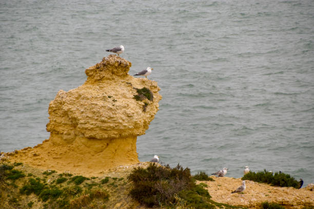 istock Seagulls on Algarve beach in Portugal 1137524654