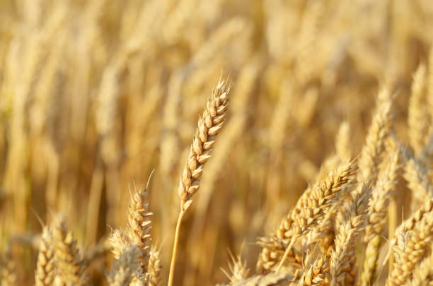 istock Wheat field under cloudy blue sky in Ukraine 1137524683