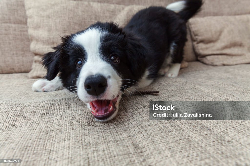 Funny portrait of cute smilling puppy dog border collie at home Funny portrait of cute smilling puppy dog border collie on couch. New lovely member of family little dog at home barking and waiting. Pet care and animals concept Dog Stock Photo