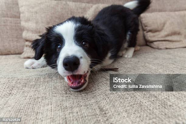 Funny Portrait Of Cute Smilling Puppy Dog Border Collie At Home Stock Photo - Download Image Now