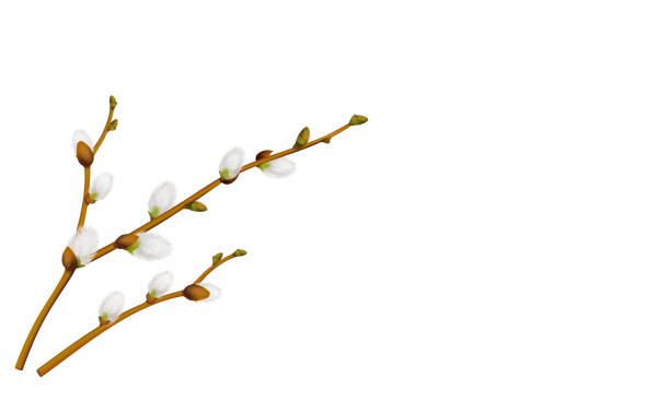ilustraciones, imágenes clip art, dibujos animados e iconos de stock de rama de sauce de coño realista, flor de primavera en la temporada de pascua, ilustración vectorial aislada sobre fondo blanco, - kunst