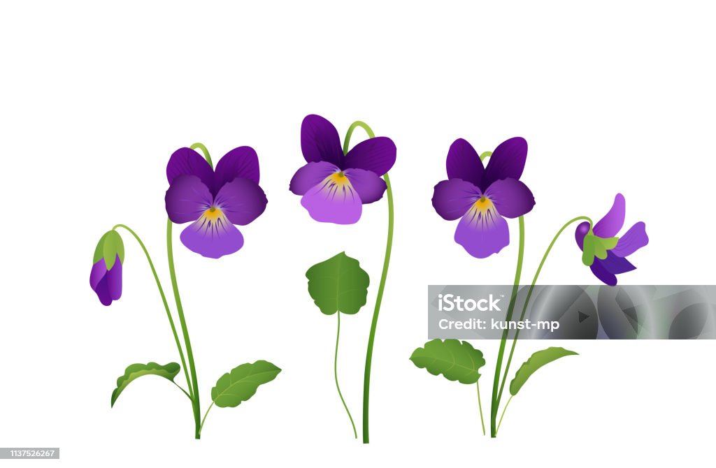 Ilustración de Flor De Viola Color Violeta Con Hojas Ilustración Vectorial  Aislada Sobre Fondo Blanco y más Vectores Libres de Derechos de Violeta -  iStock
