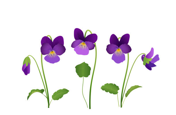 ilustrações, clipart, desenhos animados e ícones de flor da viola, pansies violetas com folhas, ilustração do vetor isolada no fundo branco - kunst