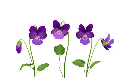 Viola Flower, violet pansies with leaves,
Vector illustration isolated on white background