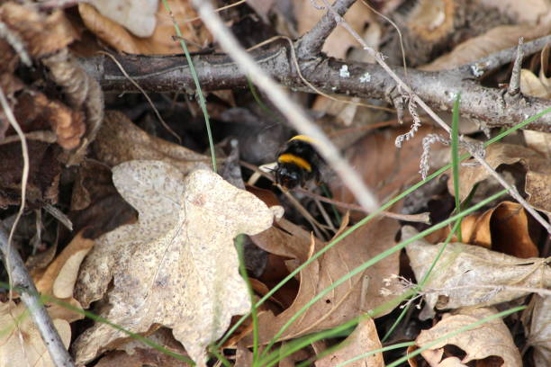 diligent bumblebee looks for food in autumn leaves