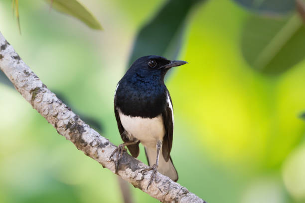 istock Charming bird in black and white color ,closeup. 1137528445