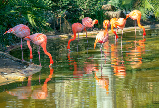 istock flock of flamingos 1137530112