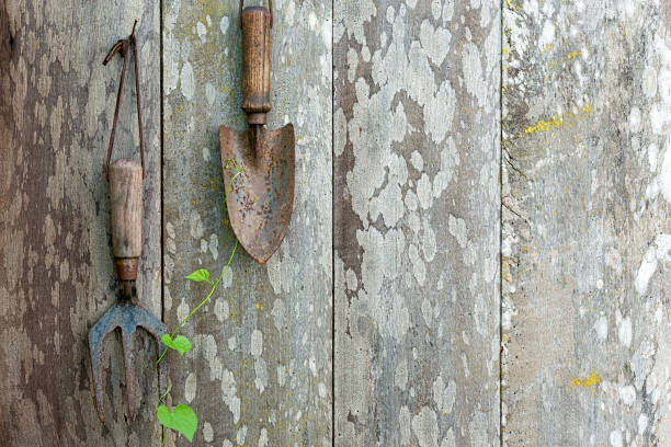 istock Old vintage rusty garden trowel and fork hanging from rusty nails on an old weathered and lichen covered wood paneled garden fence, with climbing plant weeds that that are growing up the fence. 1137531339