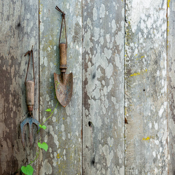 istock Old vintage rusty garden trowel and fork hanging from rusty nails on an old weathered and lichen covered wood paneled garden fence, with climbing plant weeds that that are growing up the fence. 1137531341