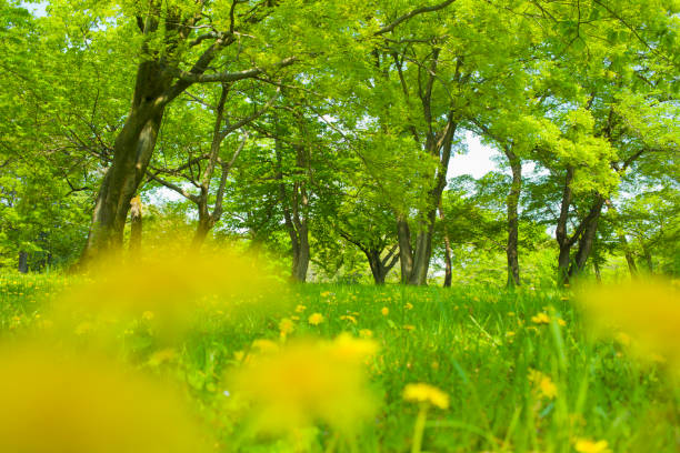istock blooming flowers in the garden 1137531918