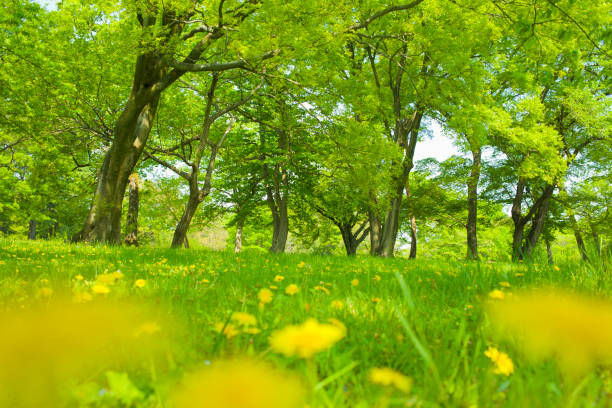 istock blooming flowers in the garden 1137532104