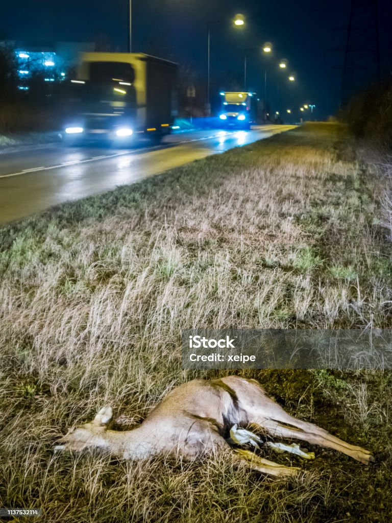 Dead Deer on Roadside after Game Accident Dead deer on the roadside after wildlife accident Animal Wildlife Stock Photo