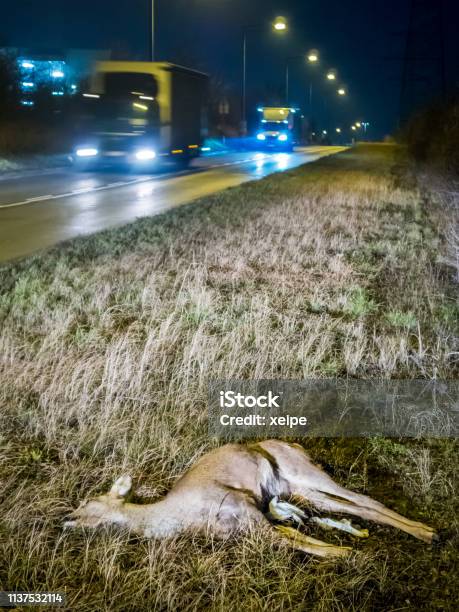 Dead Deer On Roadside After Game Accident Stock Photo - Download Image Now - Animal Wildlife, Austria, No People