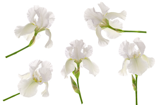 White iris flower head on stem isolated on white background. Set or collection for floral design for garden packaging