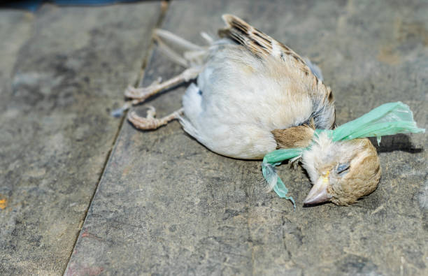 istock dead innocent baya weaver birds cause of plastic pollution 1137533765