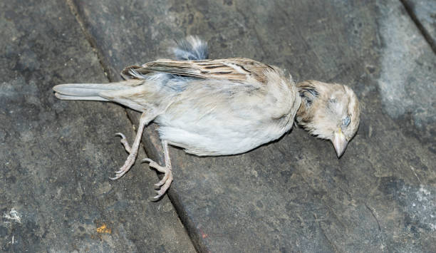 istock dead innocent baya weaver birds cause of plastic pollution 1137533793