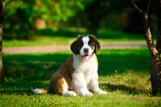 istock St. Bernard's puppy on the grass in the summer Park. 1137535085