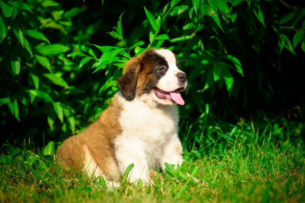 istock St. Bernard's puppy on the grass in the summer Park. 1137535089