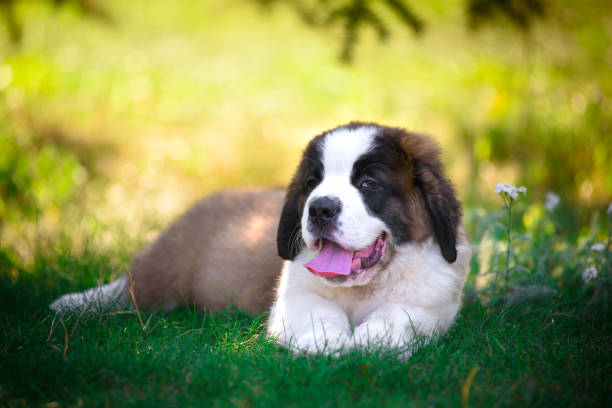 istock St. Bernard's puppy on the grass in the summer Park. 1137535090