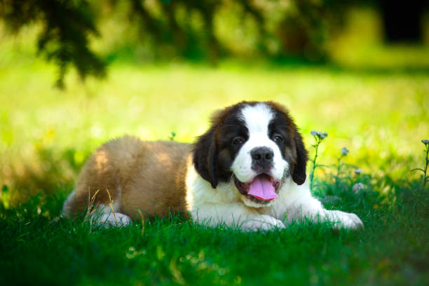 istock St. Bernard's puppy on the grass in the summer Park. 1137535109