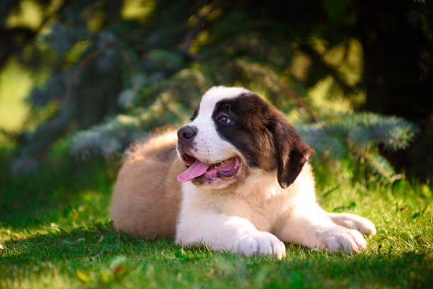 istock St. Bernard's puppy on the grass in the summer Park. 1137535116