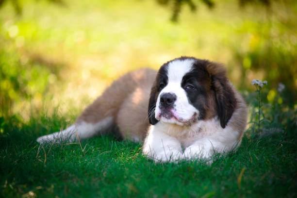 istock St. Bernard's puppy on the grass in the summer Park. 1137535142