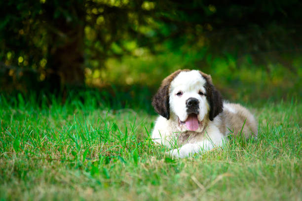 istock St. Bernard's puppy on the grass in the summer Park. 1137535143