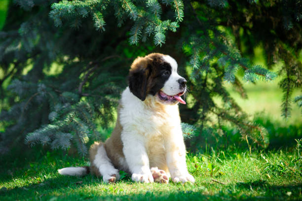 istock St. Bernard's puppy on the grass in the summer Park. 1137535145