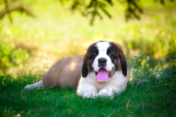 el cachorro de san bernardo en la hierba en el parque de verano. - saint bernard fotografías e imágenes de stock