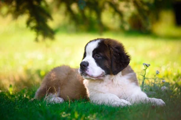 istock St. Bernard's puppy on the grass in the summer Park. 1137535163