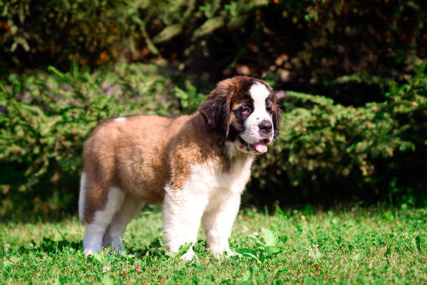 istock St. Bernard's puppy on the grass in the summer Park. 1137535165