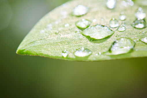 Dew or rain drops are scattered on a fresh green leaf in the spring. Close-up, suitable as background.
