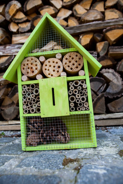 istock wooden hotel for insects 1137537486