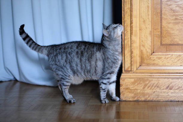 istock The domestic cat 1137538134