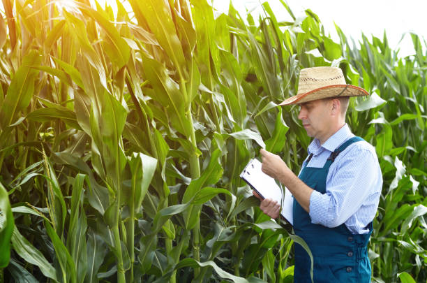 istock Farmer with clipboard inspecting corn at field 1137539242