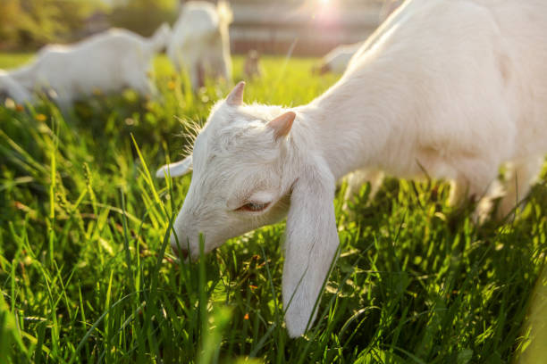 istock Goat kid grazing on fresh meadow grass. Wide angle close photo, with strong back light. 1137540314