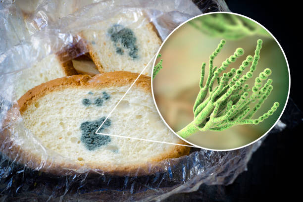 заплесневелый хлеб и крупным планом вид пенициллиума грибов, причинный агент хлебной формы - penicillin стоковые фото и изображения