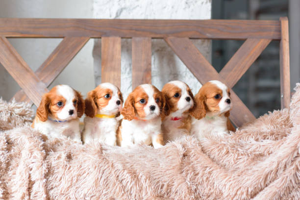 istock Puppies cavalier king Charles Spaniel in a beautiful Studio. 1137541738